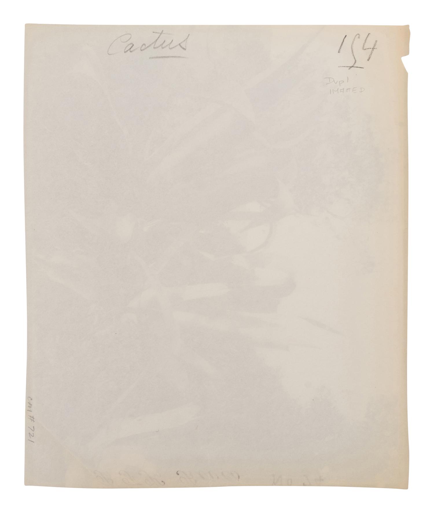 A group of four photographs ( Cactus [Nice], before 1900 ; Pommiers [et blés] , 1910 or earlier; Sapin ([Petit] Trianon , 1910 or earlier; Palmier , before 1900)