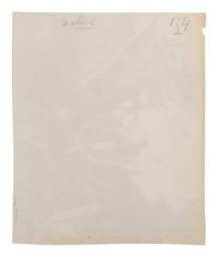 A group of four photographs ( Cactus [Nice], before 1900 ; Pommiers [et blés] , 1910 or earlier; Sapin ([Petit] Trianon , 1910 or earlier; Palmier , before 1900)