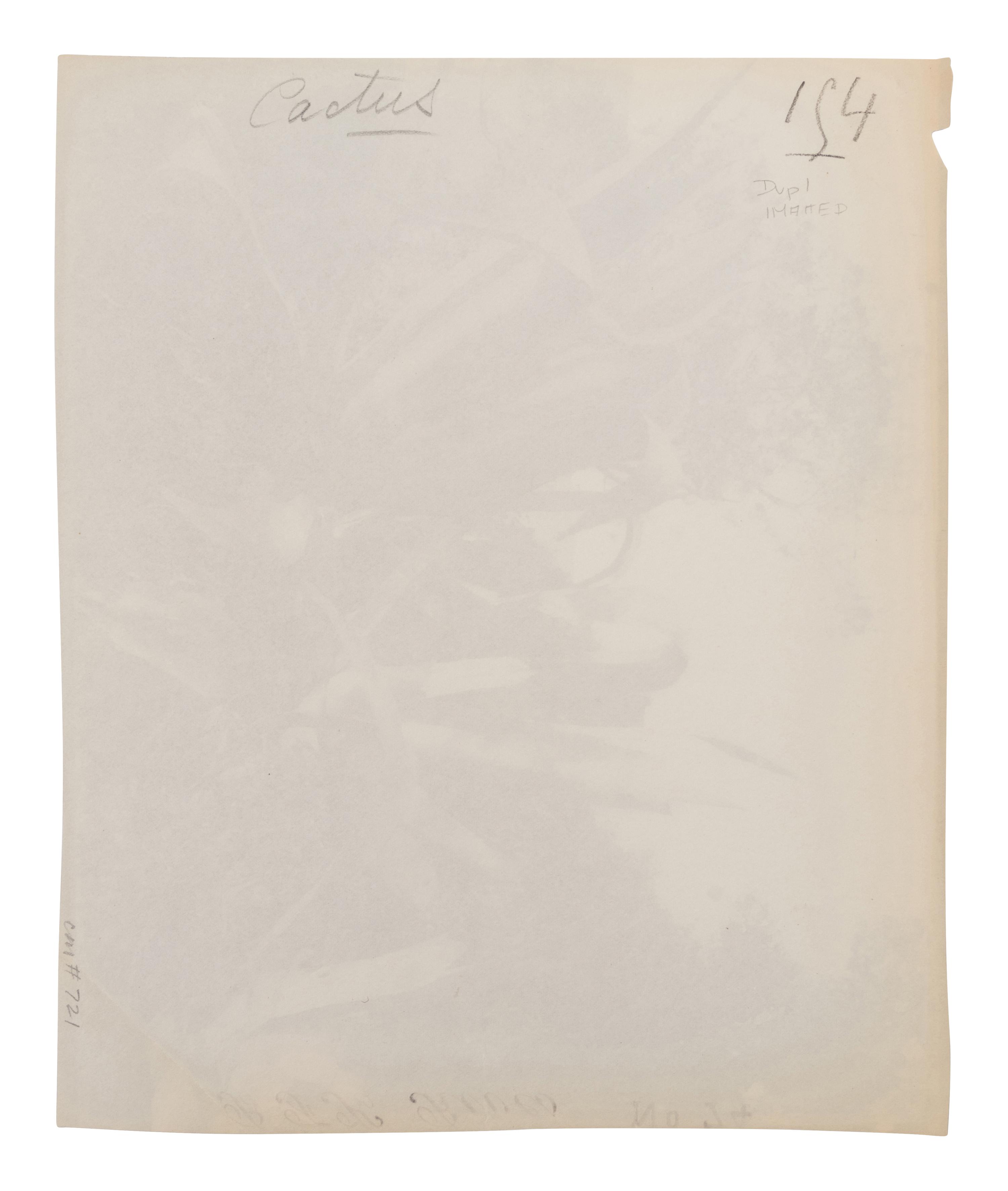 A group of four photographs ( Cactus [Nice], before 1900 ; Pommiers [et blés] , 1910 or earlier; Sapin ([Petit] Trianon , 1910 or earlier; Palmier , before 1900)