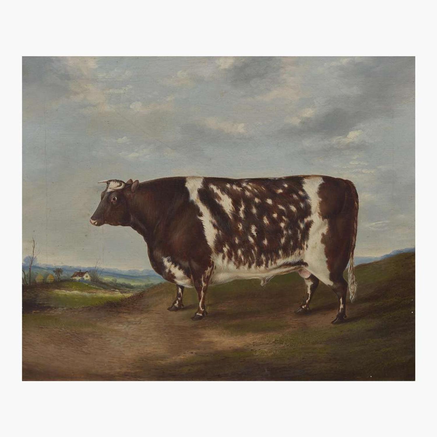 British School (19th Century) Prize Ayrshire Cow, Facing Left