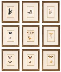 A Collection of Nine Framed Watercolors of Butterflies