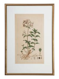 Five Hand-Colored Botanical Engravings