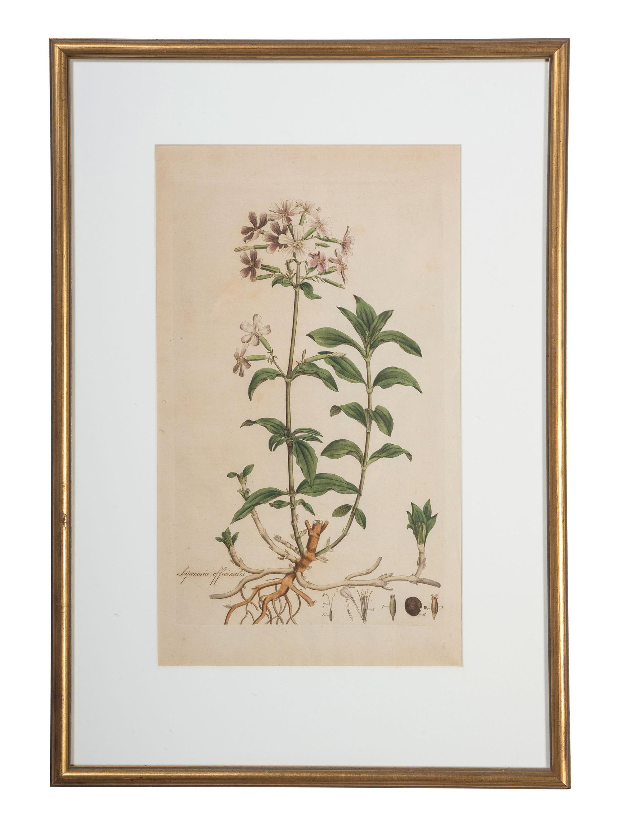Five Hand-Colored Botanical Engravings