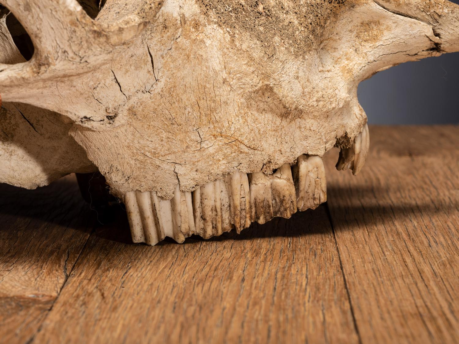Buffalo Skull, with Arrowhead