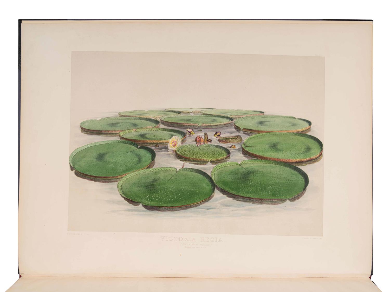 [VICTORIA REGIA]. HOOKER, William Jackson, Sir (1785-1865) and Walter Hood FITCH (1817-1892). Victoria Regia, or illustrations of the Royal Water-Lily, in a series of figures chiefly made from specimens flowering at Syon and at Kew . London: Reeve and Benham, 1851.
