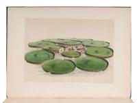 [VICTORIA REGIA]. HOOKER, William Jackson, Sir (1785-1865) and Walter Hood FITCH (1817-1892). Victoria Regia, or illustrations of the Royal Water-Lily, in a series of figures chiefly made from specimens flowering at Syon and at Kew . London: Reeve and Benham, 1851.