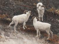 Alaska - Dall Sheep