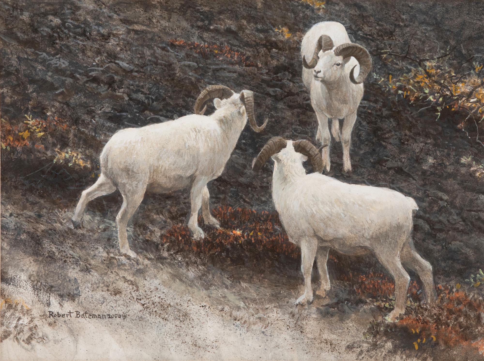 Alaska - Dall Sheep