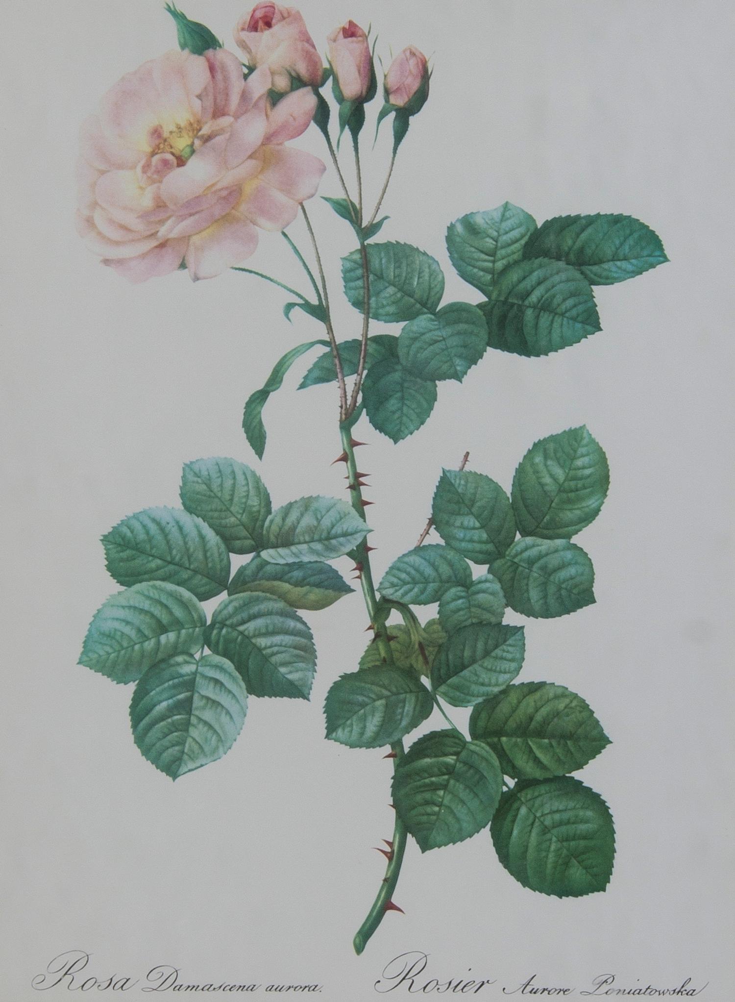 Four French Handcolored Botanical Engravings, Pierre Joseph Redoute (1759-1840), Height of first 13 3/4 x 10 1/4 inches (visible).
