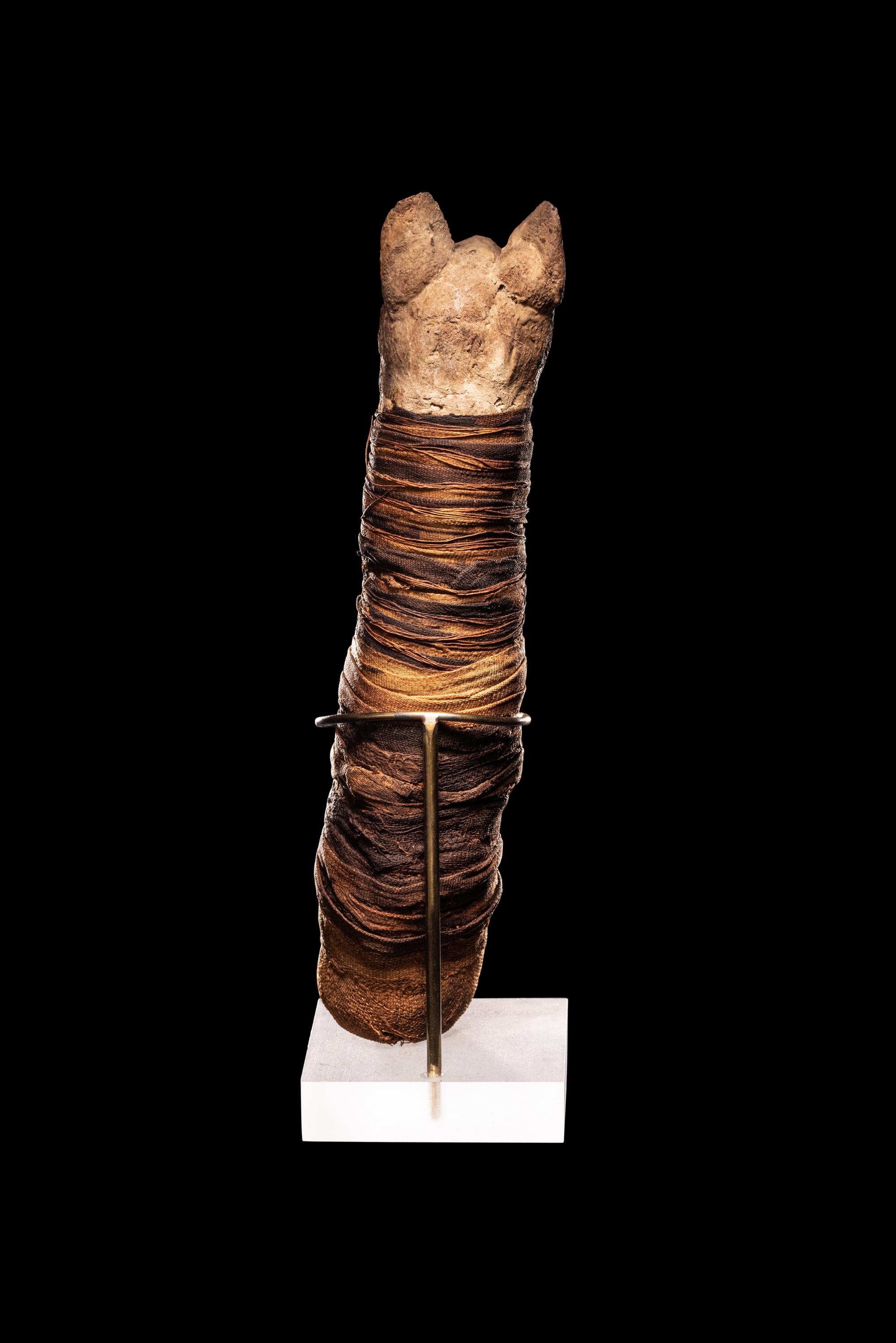 An Egyptian Mummified Cat