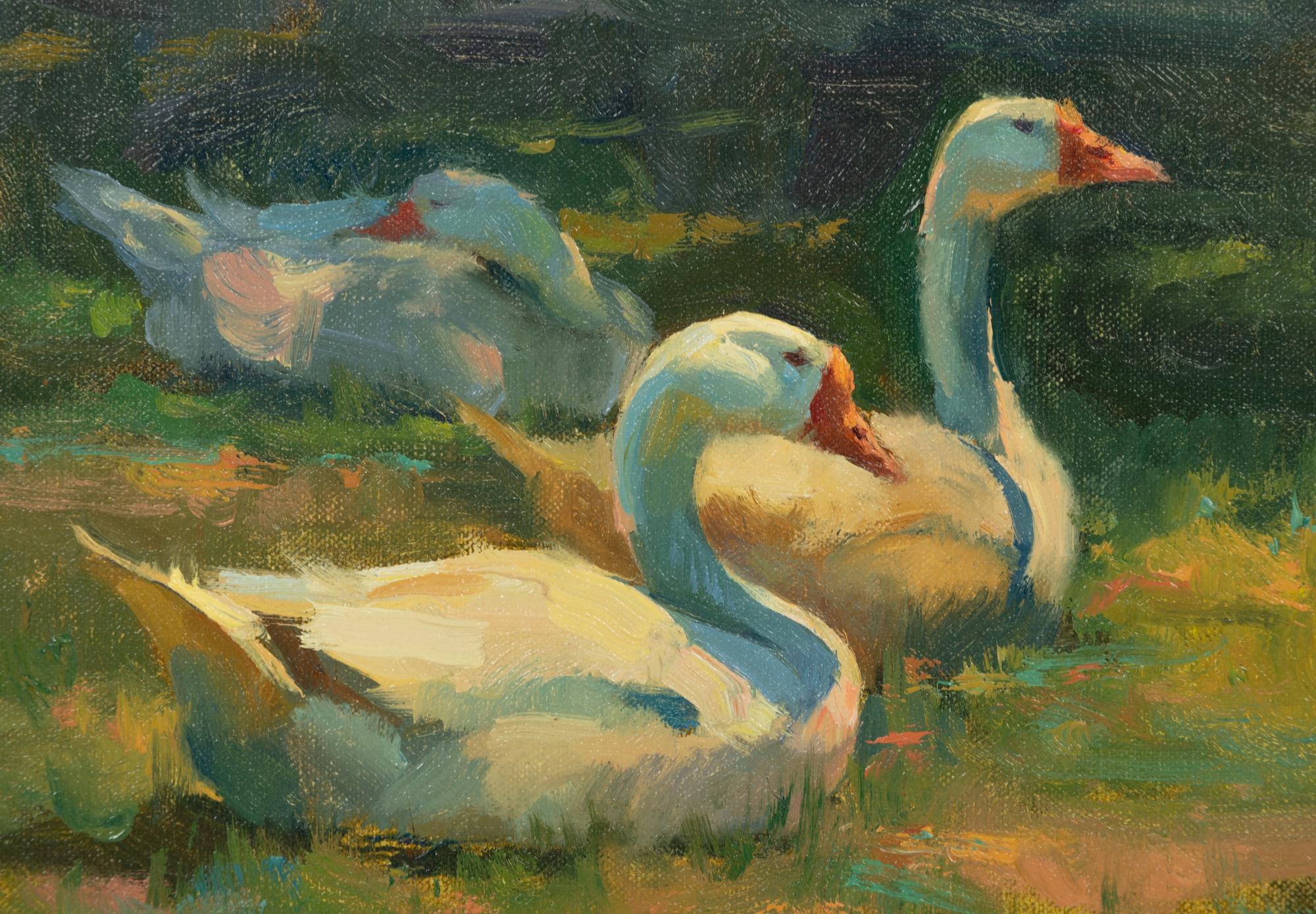Geese, Sunbathing Along the Anglin River