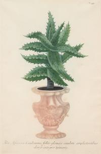 Four Hand-Colored Botanical Engravings after Johann Wilhelm Weinmann (German, 1683-1741)