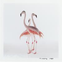 A Pair of Photographs ( Atlantic Green Sea Turtle , 1991; Three Flamingos , 1989)