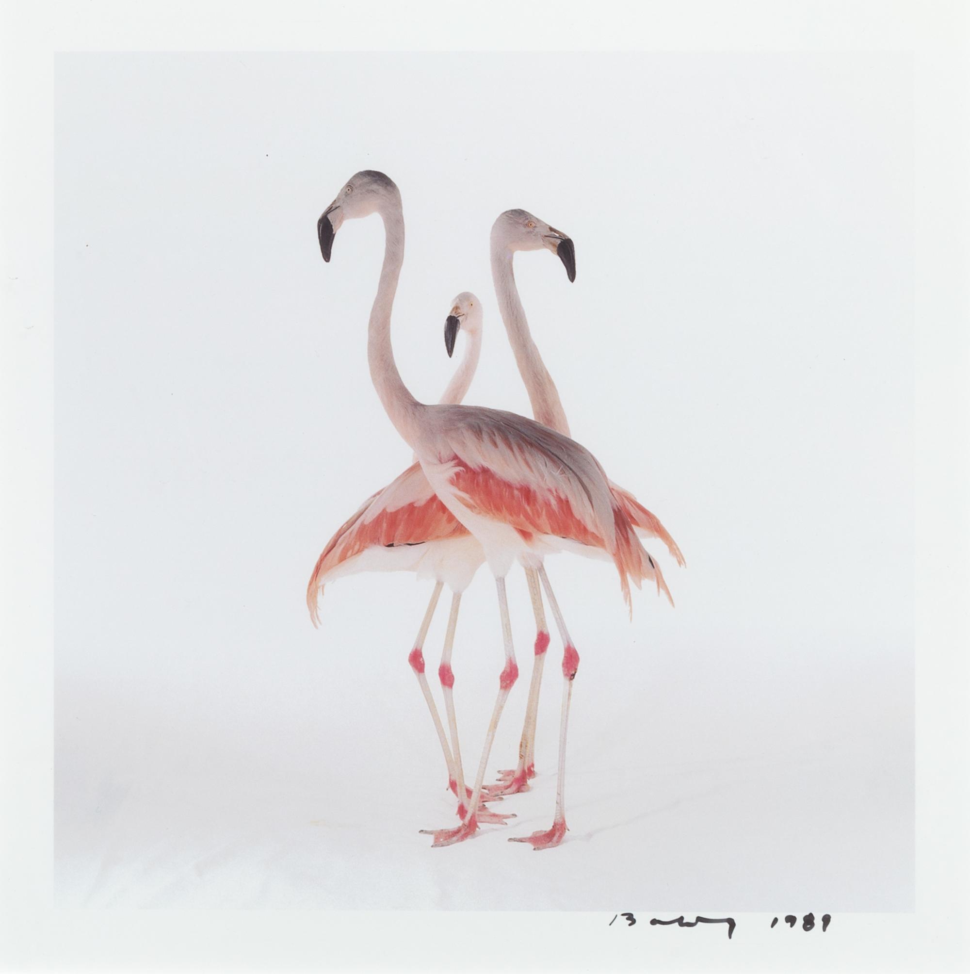 A Pair of Photographs ( Atlantic Green Sea Turtle , 1991; Three Flamingos , 1989)