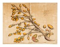 Hendrik Adriaan van Rheede tot Drakenstein, publisher (Dutch, active ca 1678-1693). 6 engraved plates from Hortus Indicus Malabaricus . [Amsterdam, ca 1686].