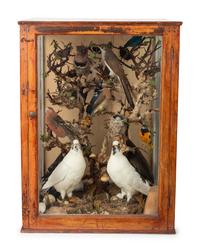 A Victorian Taxidermy Bird Diorama