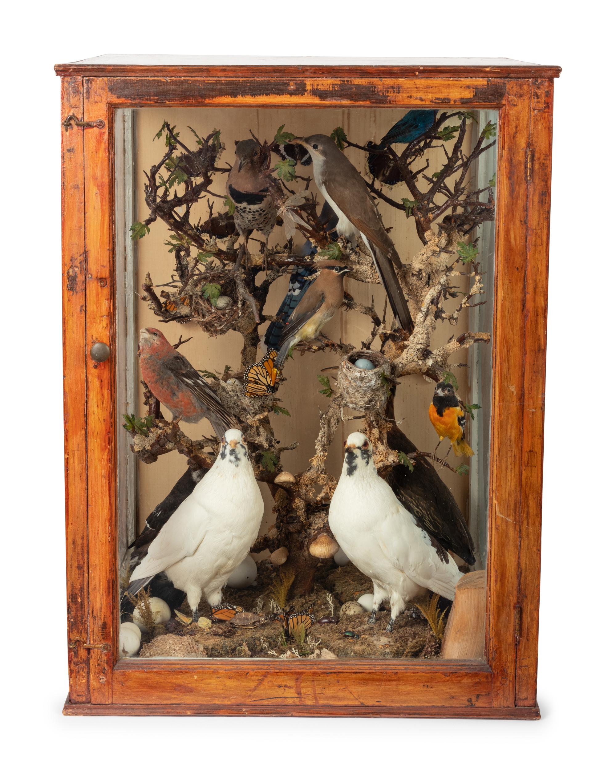 A Victorian Taxidermy Bird Diorama
