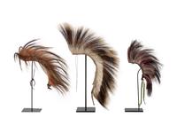 Plains Hair Roaches