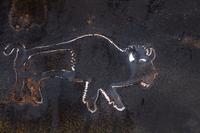 A Decorative Bronze Buffalo Shield