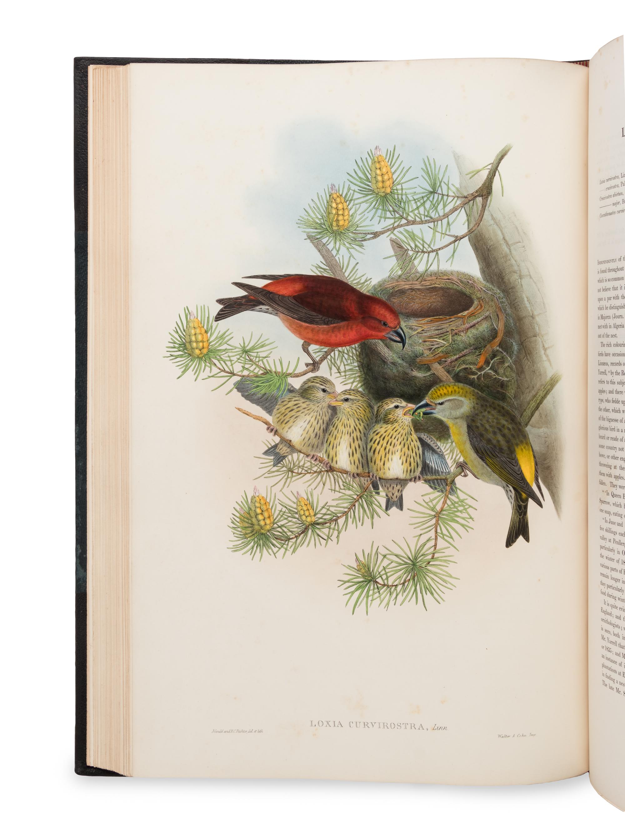 [NATURAL HISTORY]. GOULD, John (1804-1881). The Birds of Great Britain . London: Taylor and Francis, [1862-] 1873.