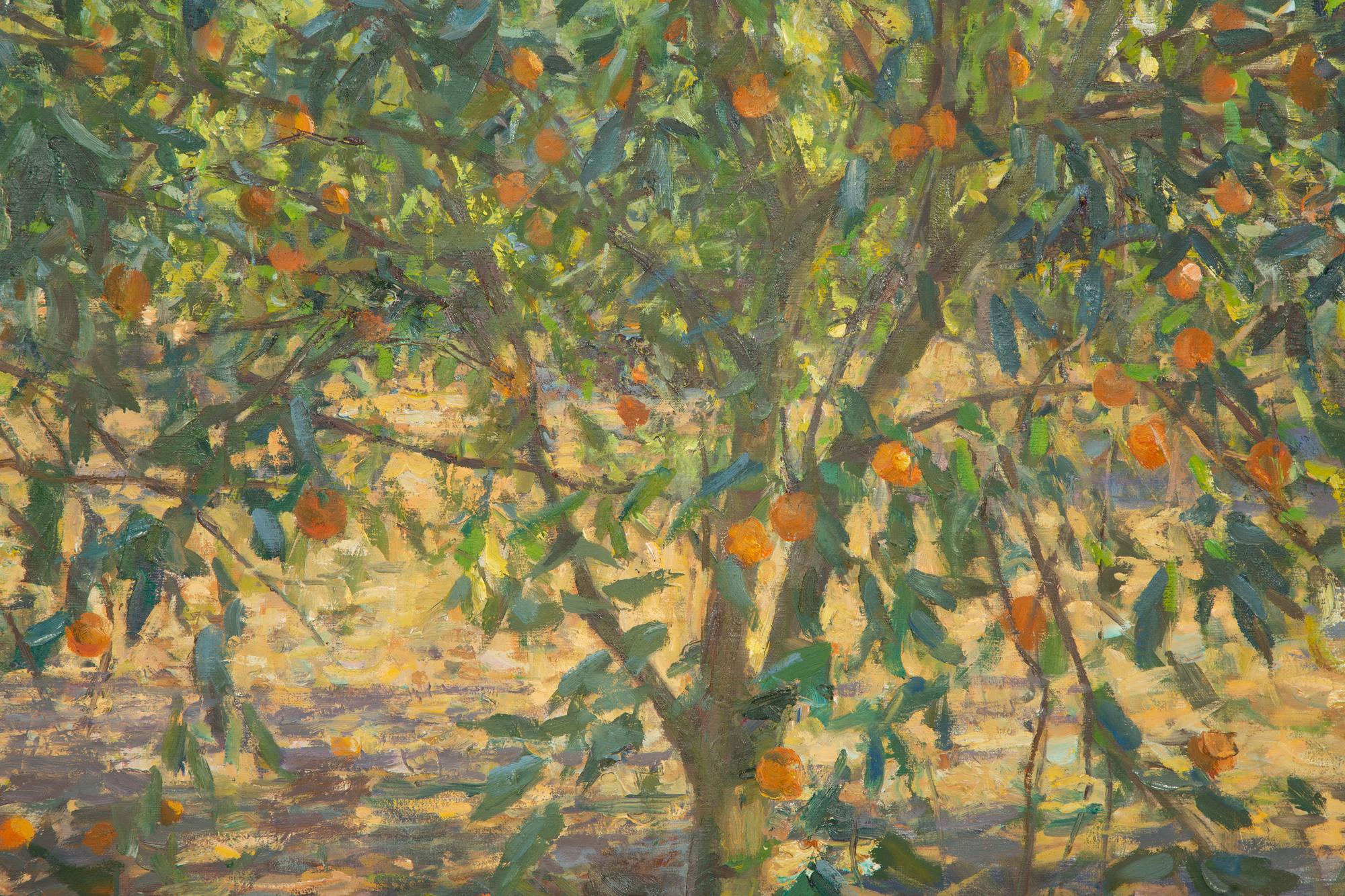 Orange Grove, Geneva, Florida , 2012