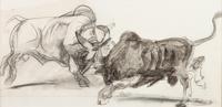 Two Drawings: Nearly Busted and Fighting Bulls