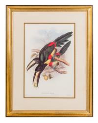 After J. E. Gould, , Selcnidera Landsdorffi, Pteroglossus Flavirostris, Pterglossus Aracari and Ramphastos Erythrirpynchos