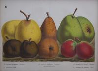 A Collection of Eight Chromolithographs of Pears 9 1/2 x 13 inches.