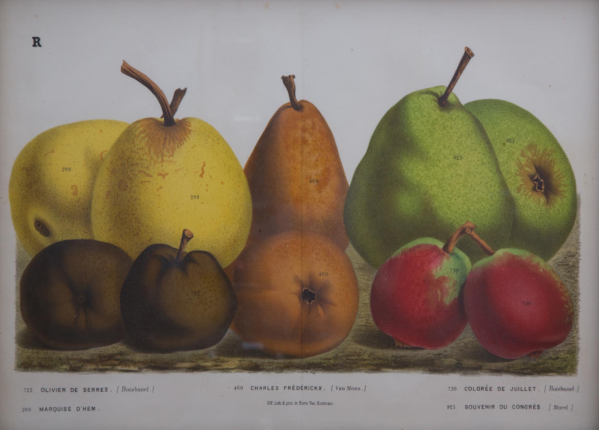 A Collection of Eight Chromolithographs of Pears 9 1/2 x 13 inches.
