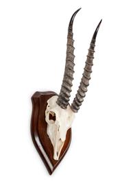 Gemsbok Skull and Antler Mount