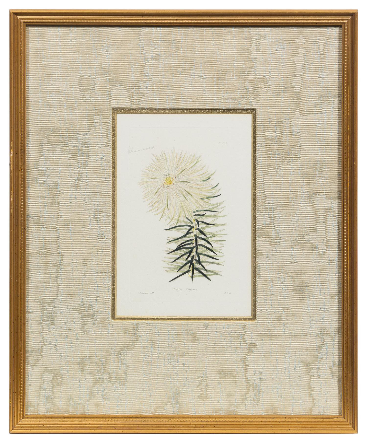 A Group of Six Hand Colored Floral Engravings Each 7 1/2 x 5 inches (visible).