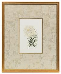 A Group of Six Hand Colored Floral Engravings Each 7 1/2 x 5 inches (visible).