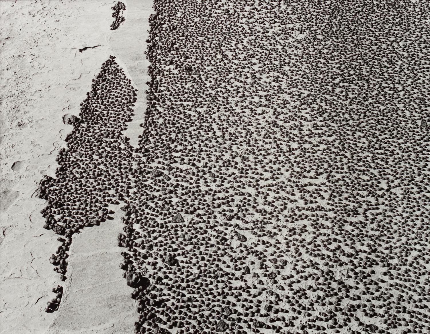 A group of four photographs ( Moqui Marbles, Arizona; Sumacs in Snow, North Conway, New Hampshire; Desert Trumpet in Snow, Utah; Untitled - Snow Covered Trees on Hillside )