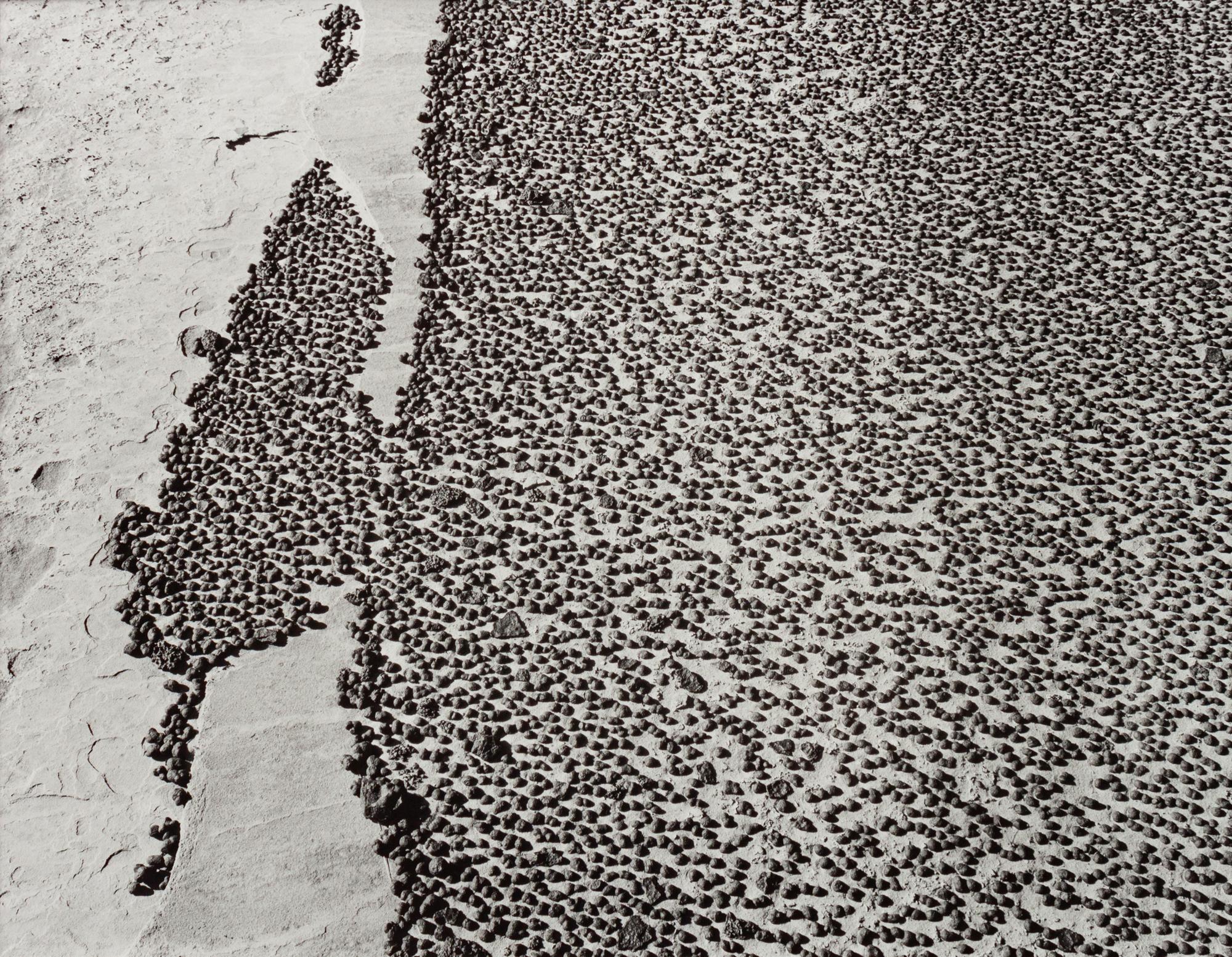 A group of four photographs ( Moqui Marbles, Arizona; Sumacs in Snow, North Conway, New Hampshire; Desert Trumpet in Snow, Utah; Untitled - Snow Covered Trees on Hillside )