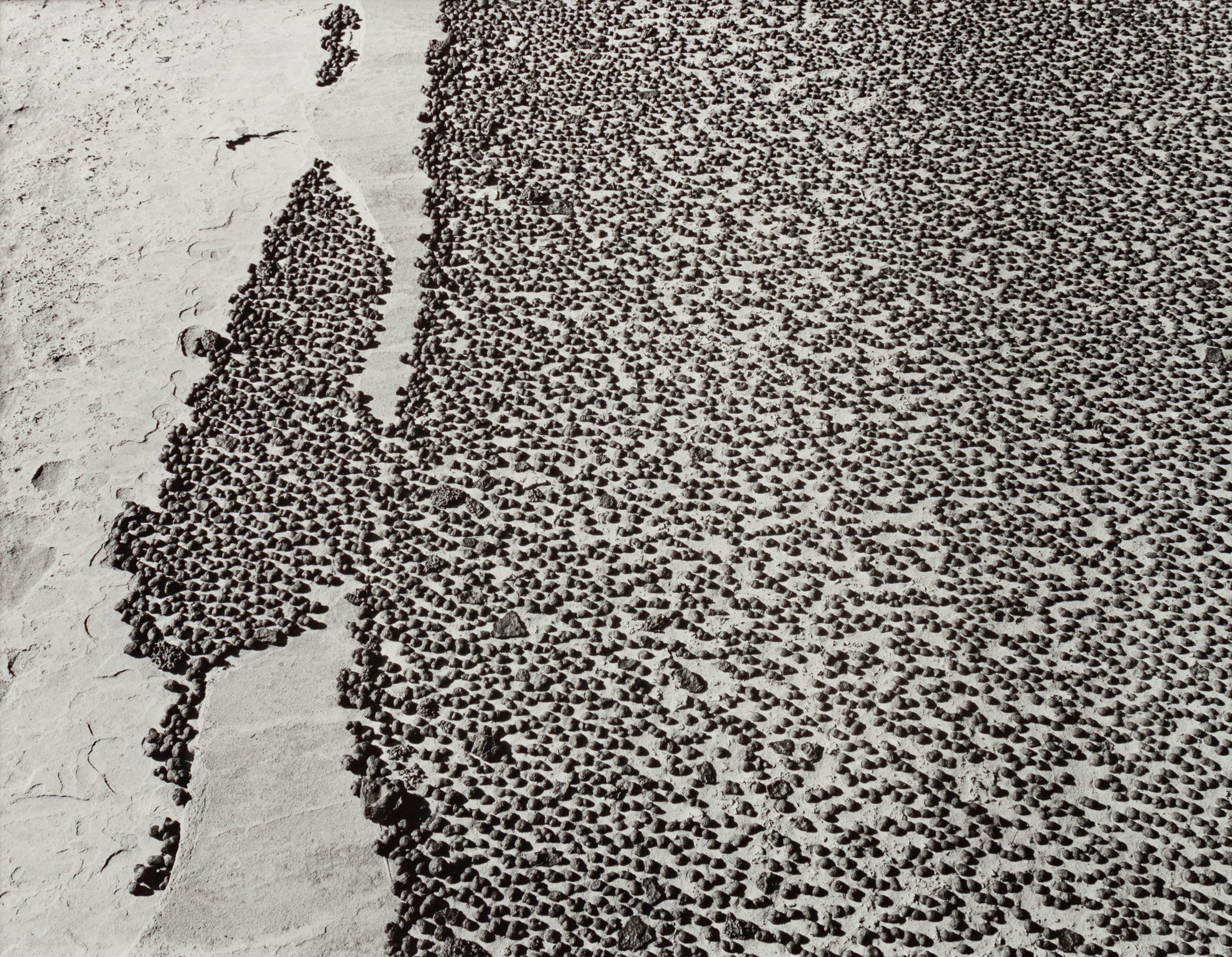 A group of four photographs ( Moqui Marbles, Arizona; Sumacs in Snow, North Conway, New Hampshire; Desert Trumpet in Snow, Utah; Untitled - Snow Covered Trees on Hillside )