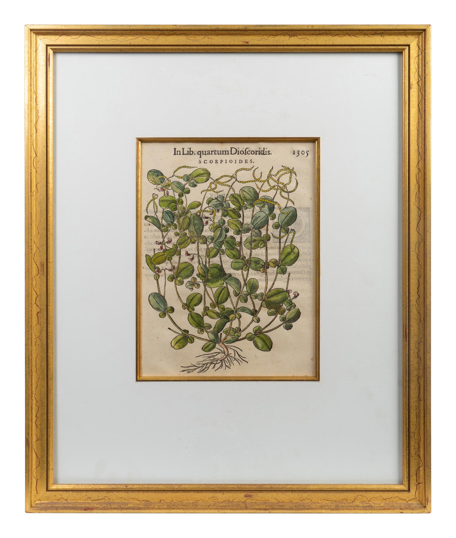 A Group of Eight Hand Colored Engravings Possibly After Matthias de l'Obel — 19TH CENTURY