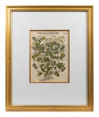 A Group of Eight Hand Colored Engravings Possibly After Matthias de l'Obel — 19TH CENTURY