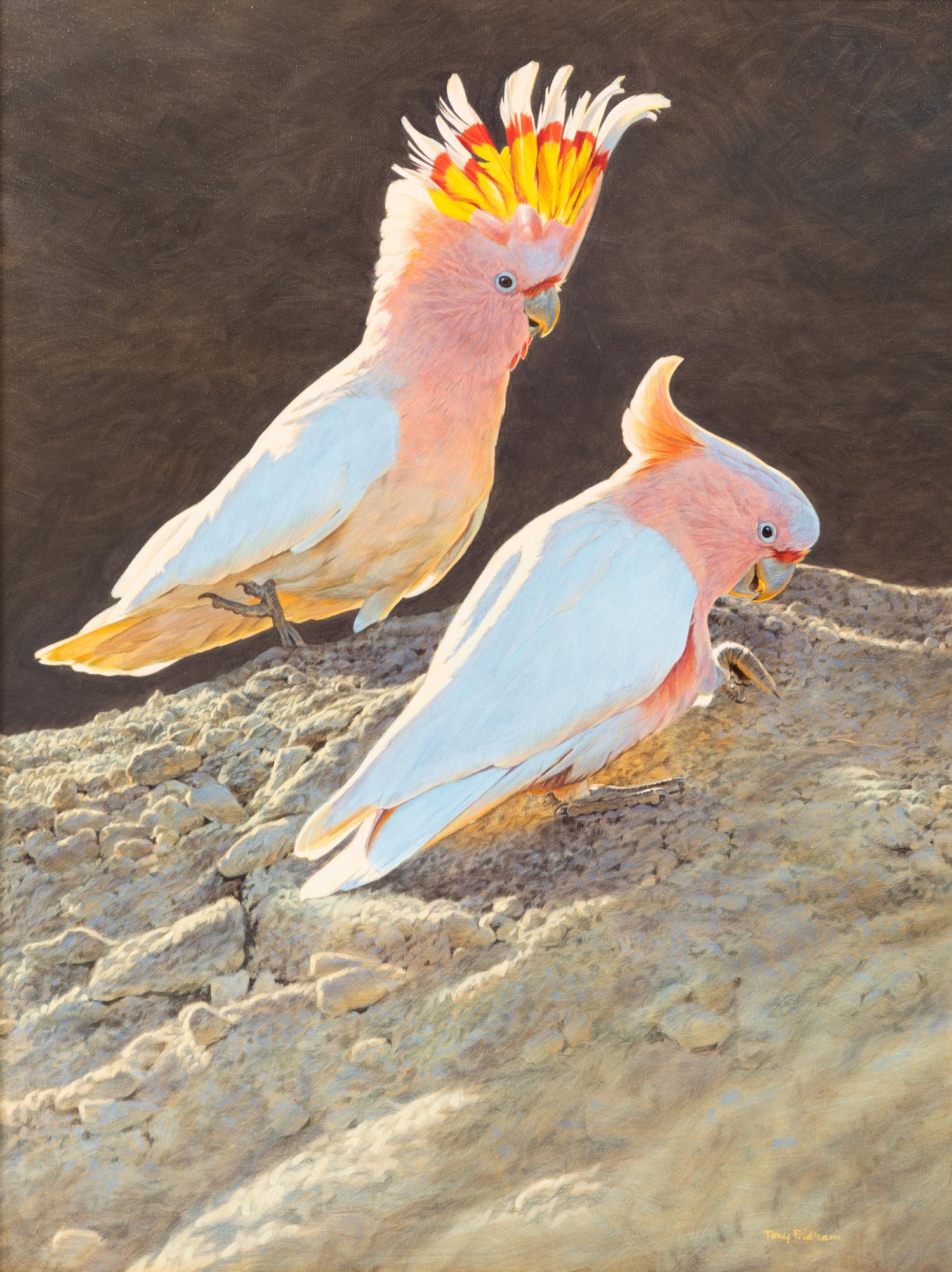 Major Mitchell's Pink Cockatoos , 2001