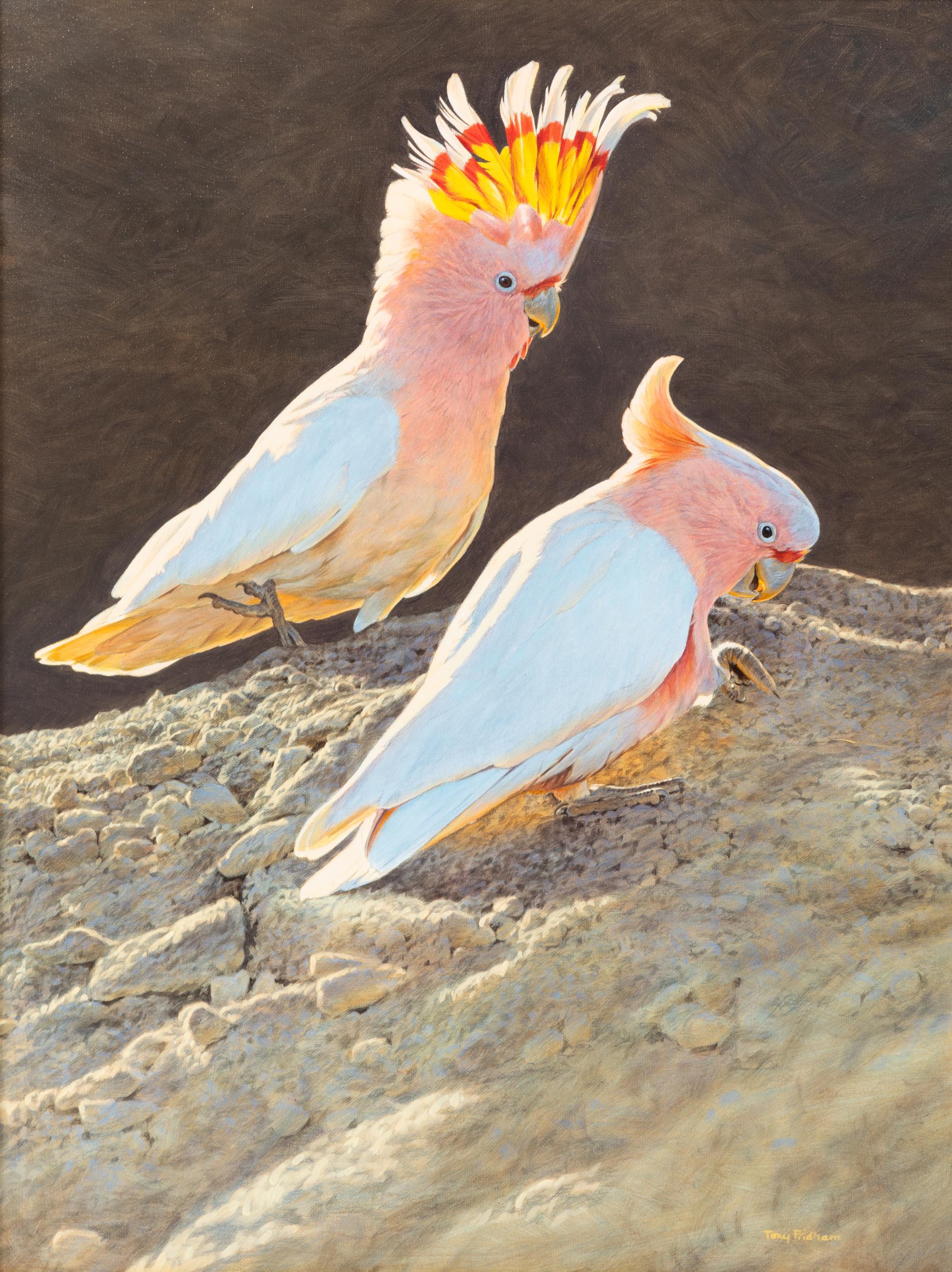 Major Mitchell's Pink Cockatoos , 2001
