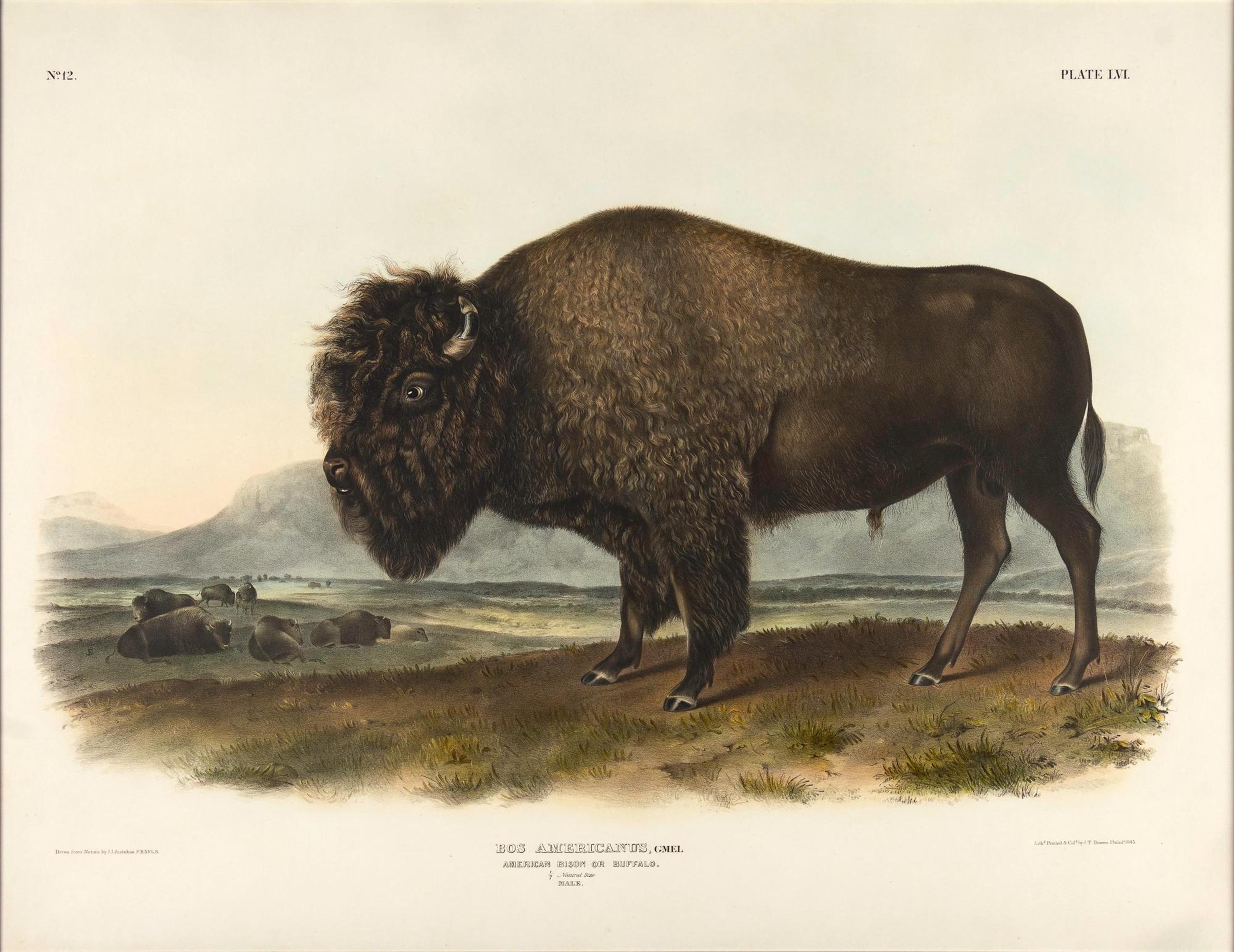 Audubon, John James (1785-1851) American Bison or Buffalo (Plate LVI) Bos americanus