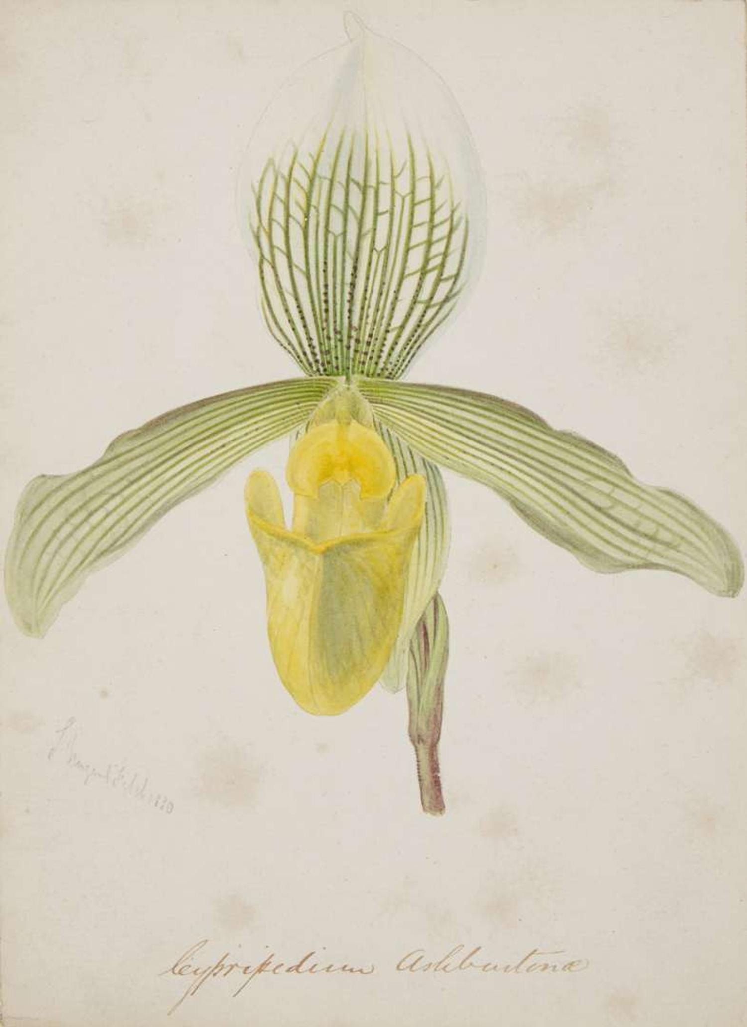 Walter Hood Fitch (English, 1817-1892), A Group of Three Botanical Watercolor Drawings, dated 1879-1880
