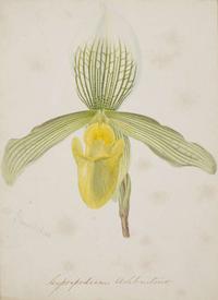 Walter Hood Fitch (English, 1817-1892), A Group of Three Botanical Watercolor Drawings, dated 1879-1880