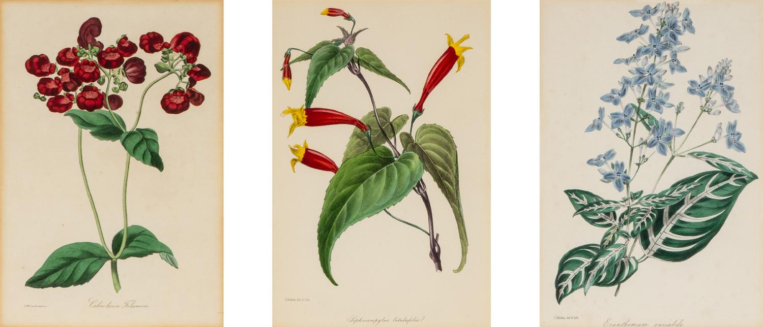 A Collection of Fourteen English Hand-Colored Botanical Engravings