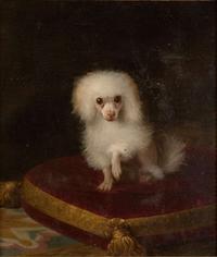 British School (19th Century) - Pomeranian on a Red Cushion