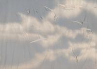Untitled ( from Wash and Tear Series)