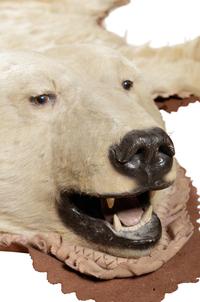 A Taxidermy Polar Bear Rug