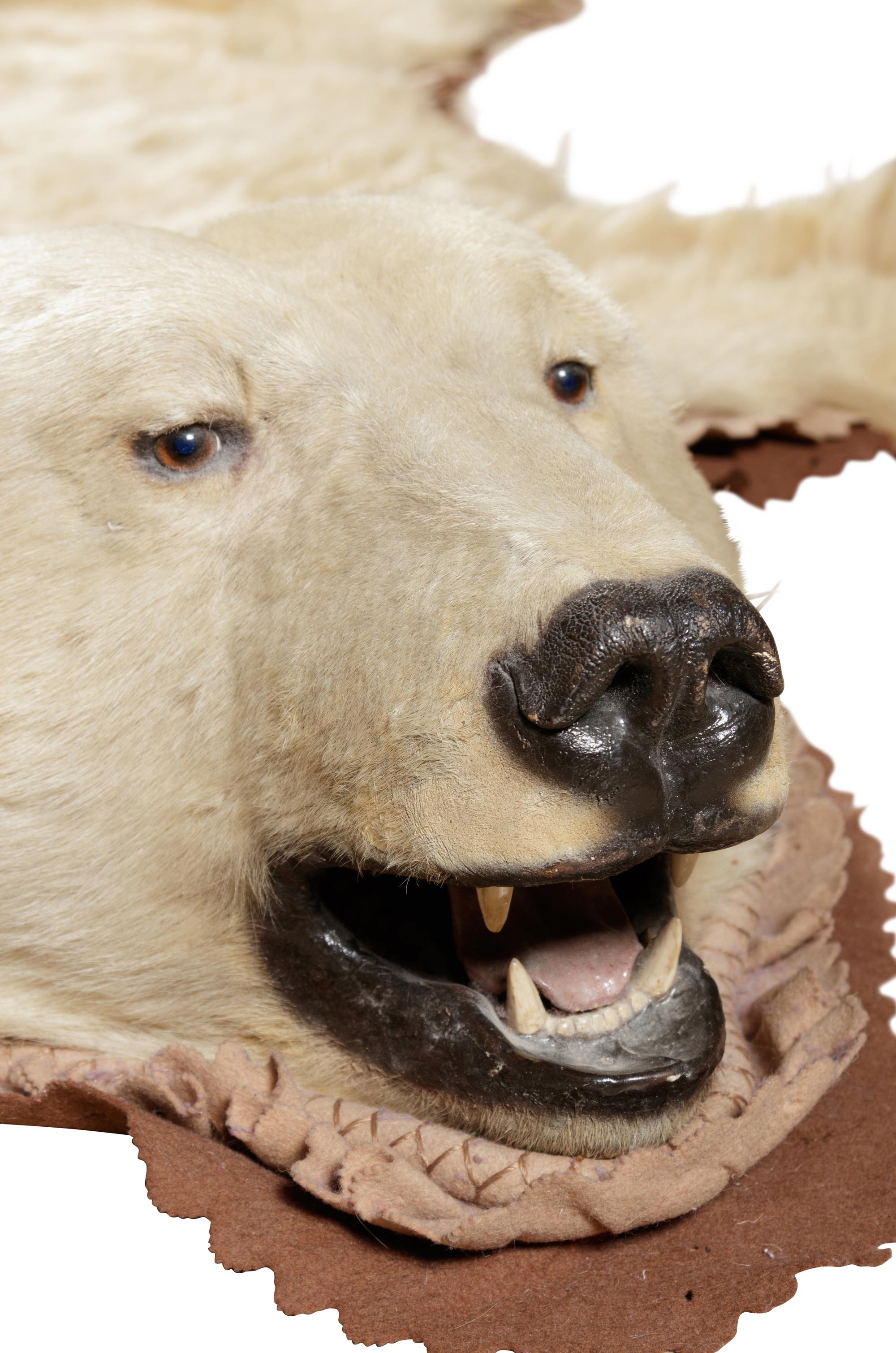 A Taxidermy Polar Bear Rug
