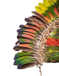 A Juruna Feather Headdress