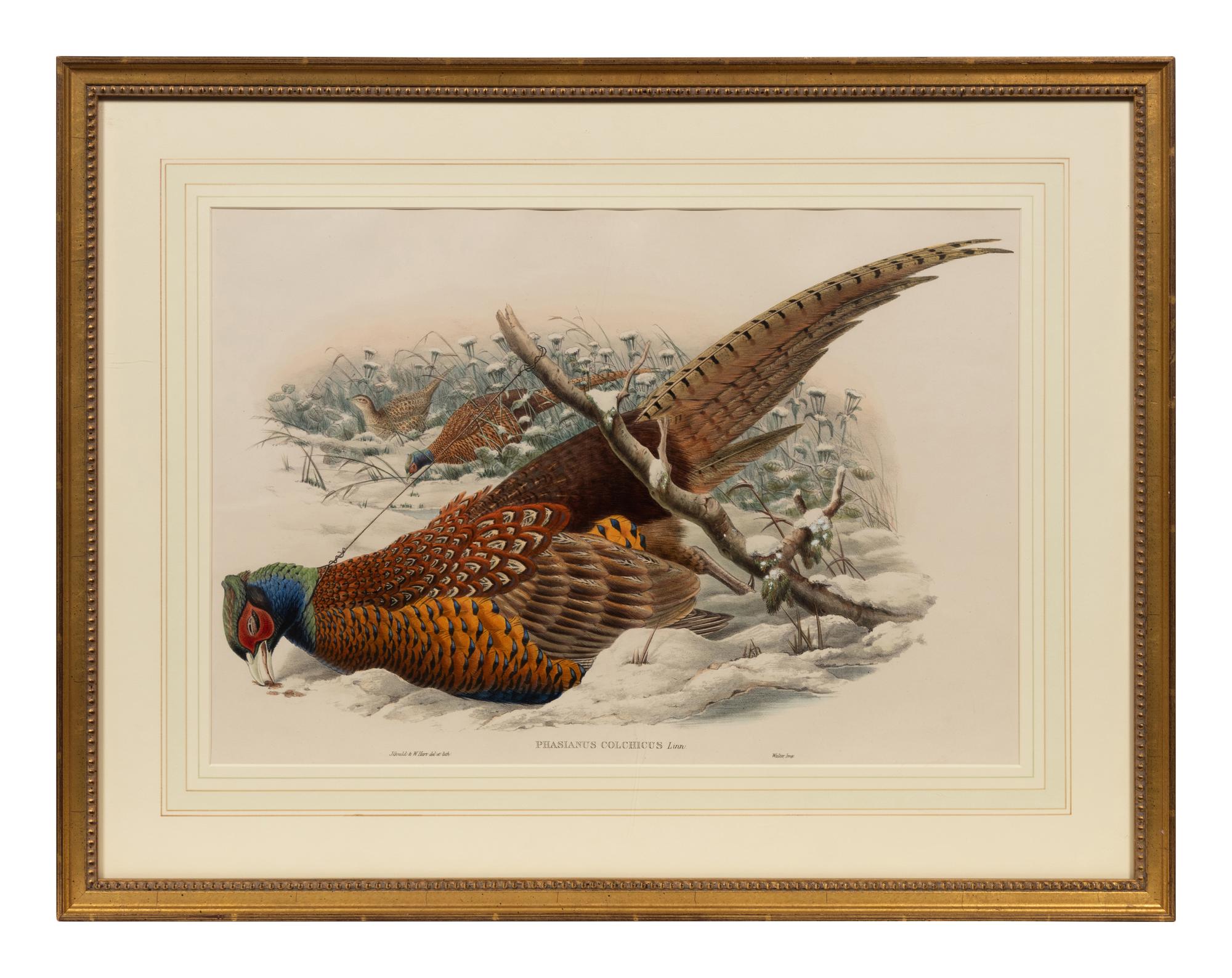 John Gould and William Hart (British, 19th Century)