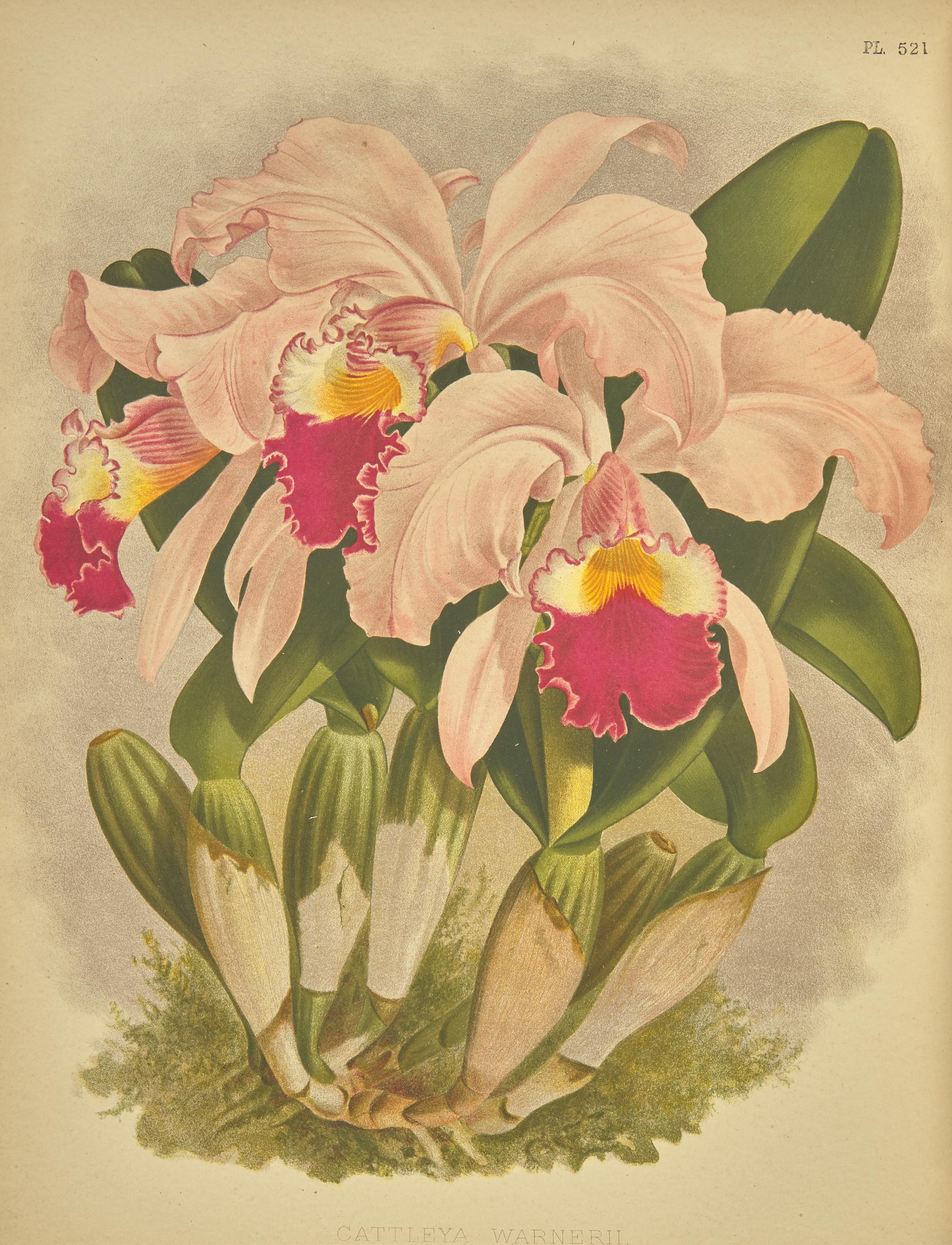 [Natural History] Warner, Robert, and Bejamin Samuel Williams, and Thomas Moore. The Orchid Album, Comprising Coloured Figures and Descriptions of New, Rare, and Beautiful Orchidaceous Plants